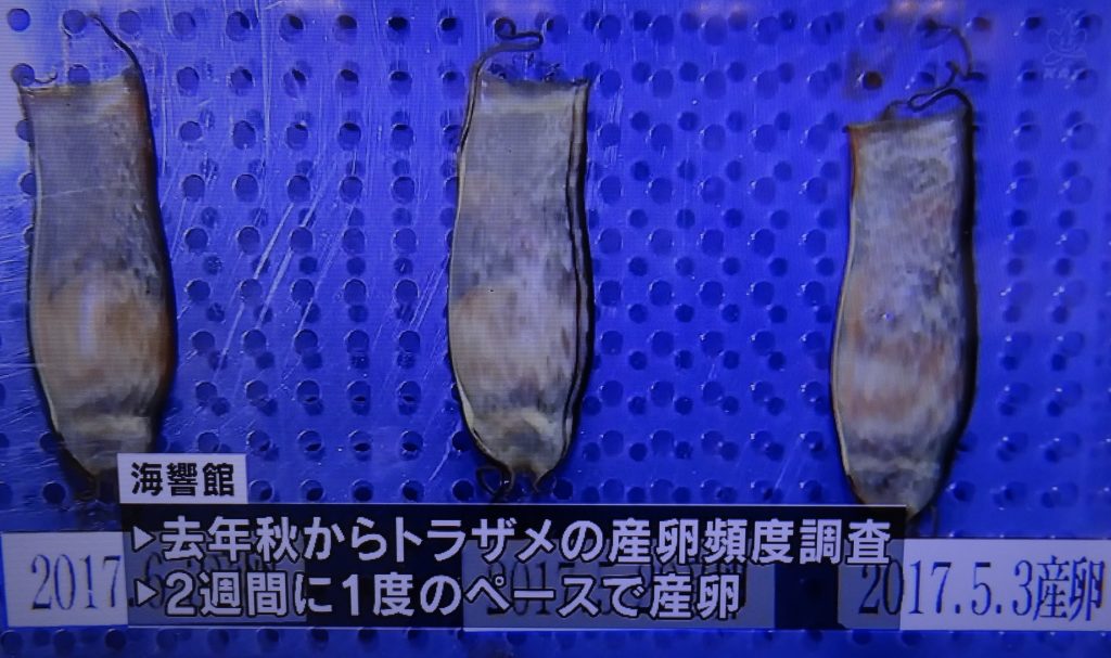【下関市】人魚のサイフってなぁに？ | 海と日本PROJECT in やまぐち