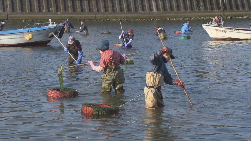 【下関市】アオノリ漁はじまる～春の恵みと香りを～