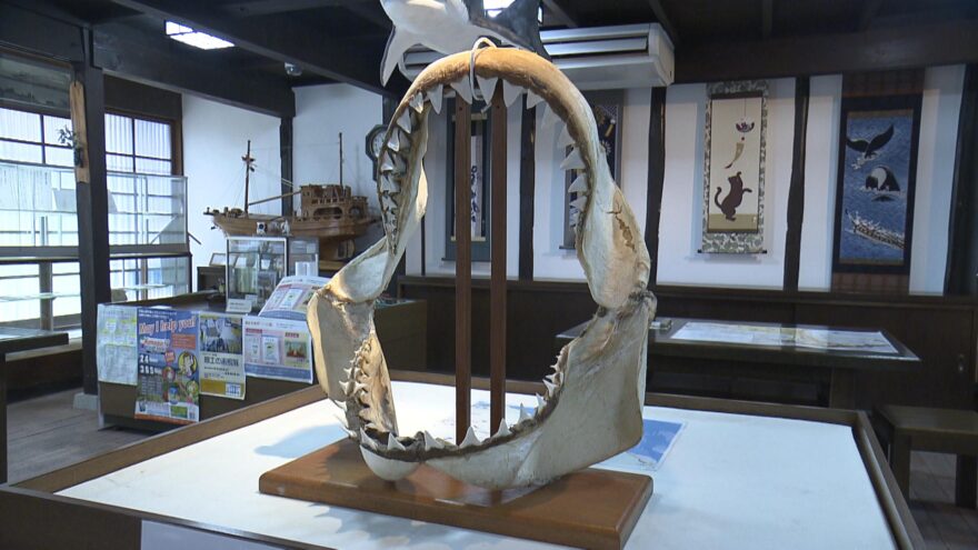 【光市】巨大ホホジロザメの骨と模型の展示