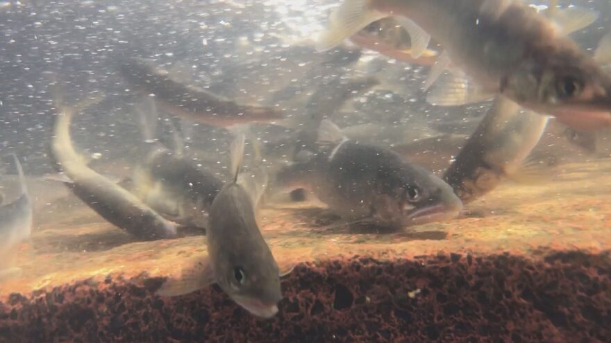 【下関市】粟野川でアユの成魚を放流