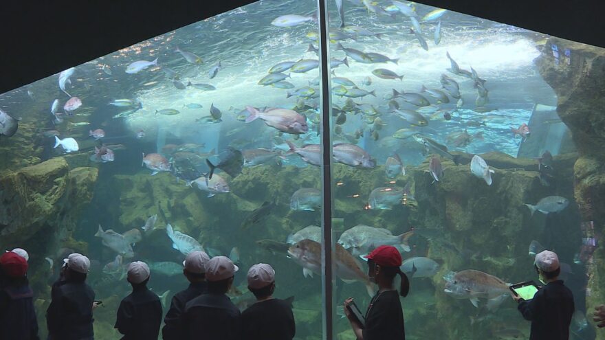 【下関市】海響館と連携し、関門海峡の海に住む生き物を学習