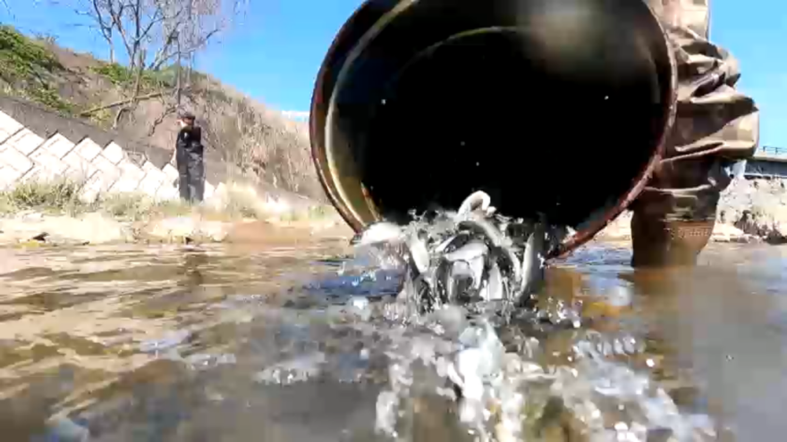 【下関市】粟野川でアユの稚魚を放流