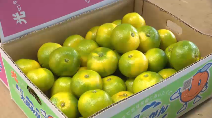 【周防大島町】山口大島みかん🍊初出荷